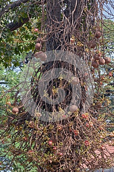 ÃÂ¡annon ball tree. Stem, flowers and fruits. Bottom view at Byculla Zoo Rani bagh.Mumbai photo